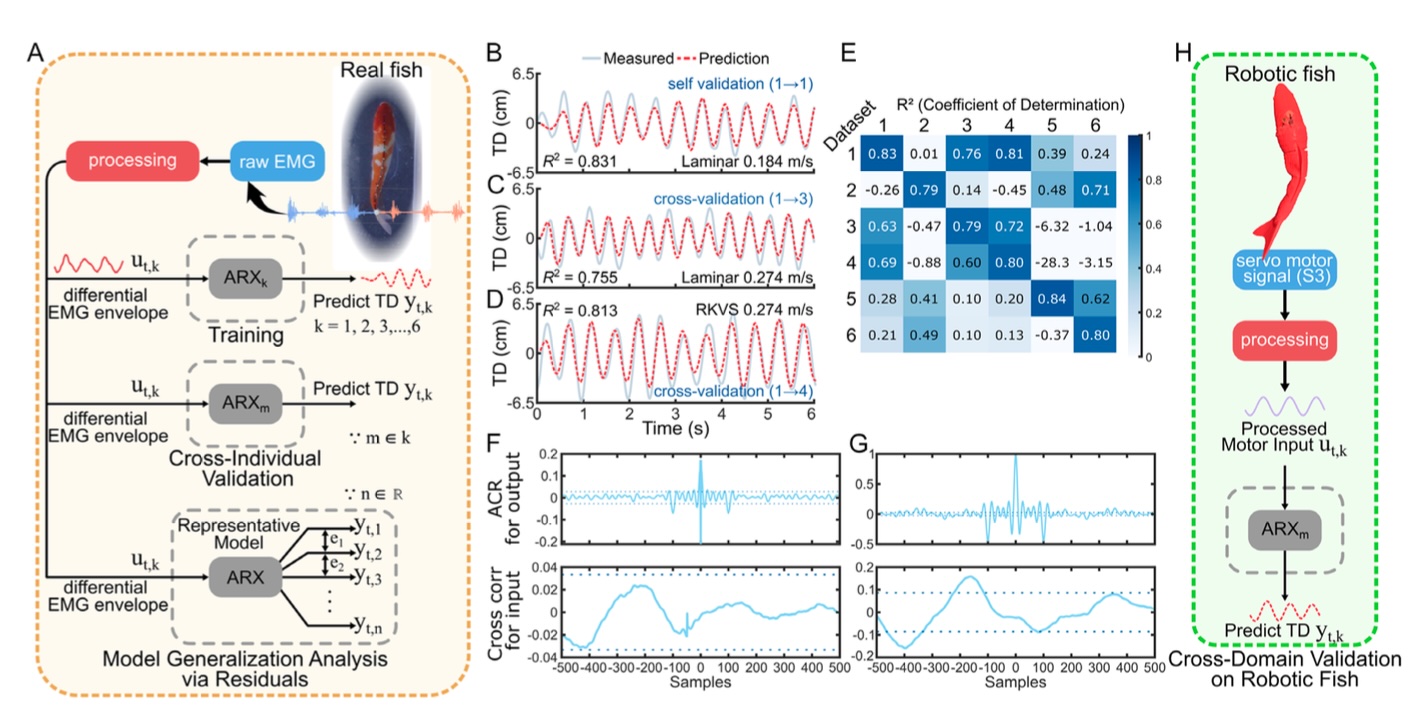 Bio‐to‐Robot Transfer of Fish Sensorimotor Dynamics via Interpretable Model