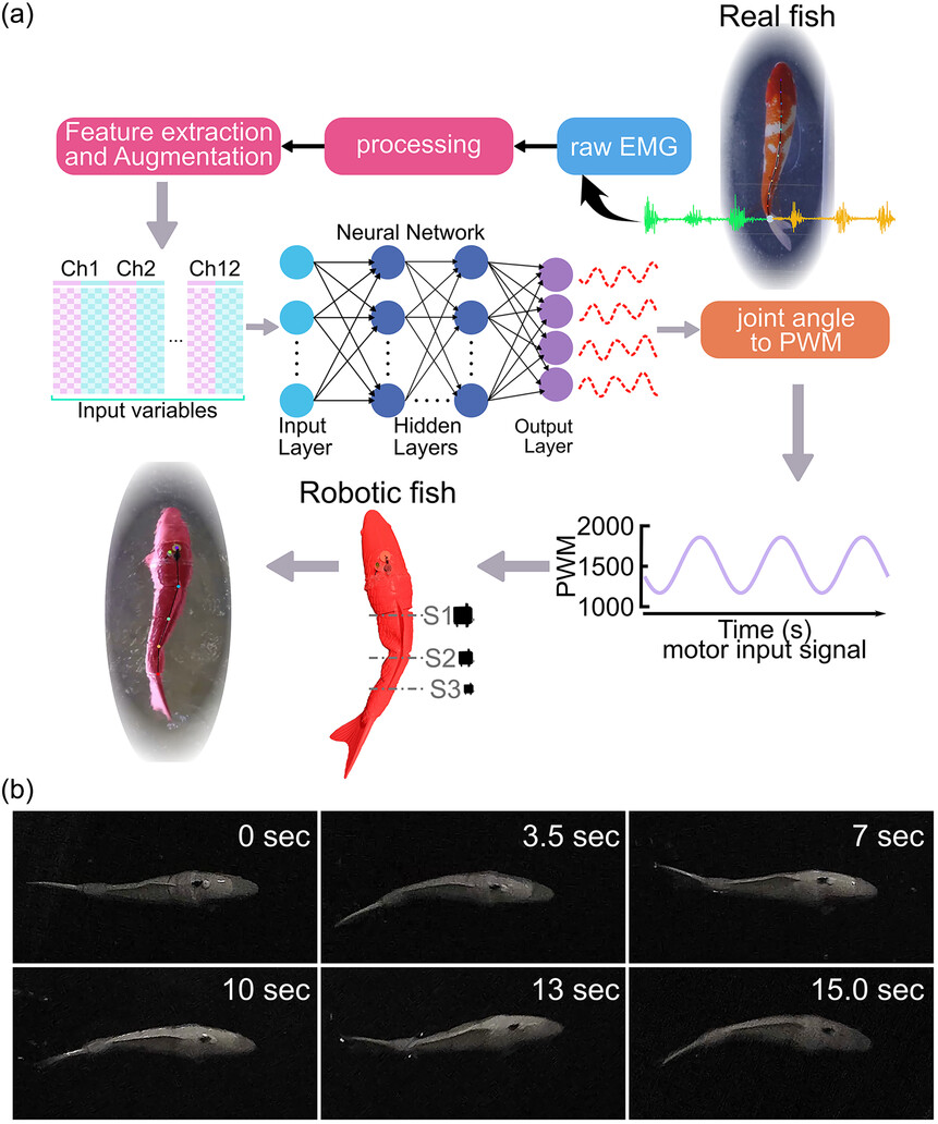 EMG-Driven Telemetry and Inference System for Fish: Pose Reconstruction and Flow Sensing