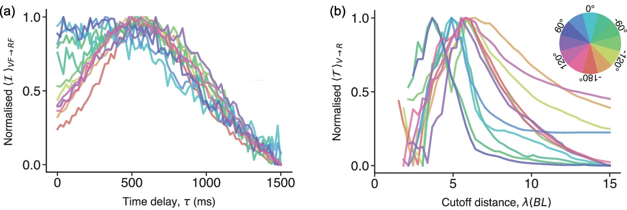 Decoding Spatial and Temporal Influence in Collective Behavior Using Information Theory