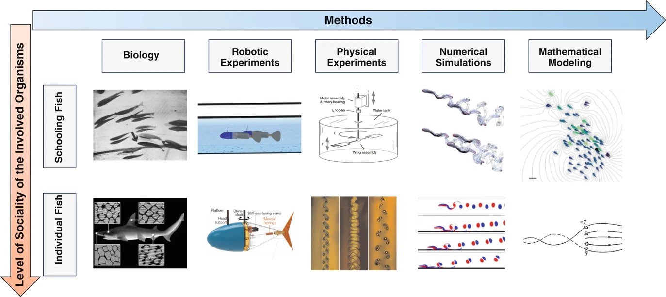 Strategies for Improving Swimming Efficiency: From Individual Fish to Schools
